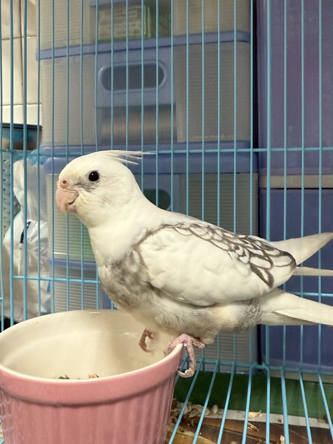 桃園動保處特殊寵物認養12/20登場 鸚鵡、蜜袋鼯等14隻動物尋找新家 974226 0