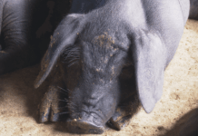 拚1年轉型!2027全面禁廚餘養豬 馬上改用飼料補助變2倍