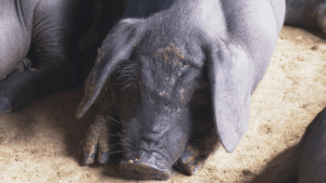 拚1年轉型!2027全面禁廚餘養豬 馬上改用飼料補助變2倍