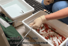 香港宏福苑大火救出272隻寵物 連「魚缸裡的魚」也獲救