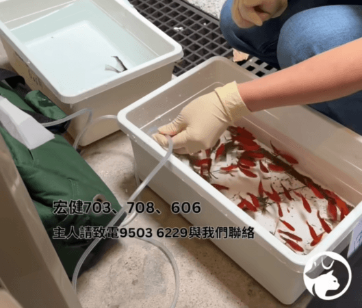 香港宏福苑大火救出272隻寵物 連「魚缸裡的魚」也獲救