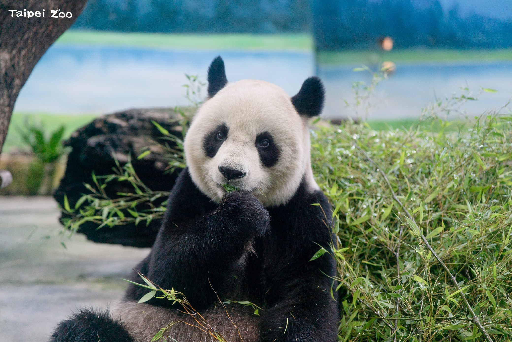 日本將迎50年首度「無貓熊」 神戶市議員喊話:想看就去台灣