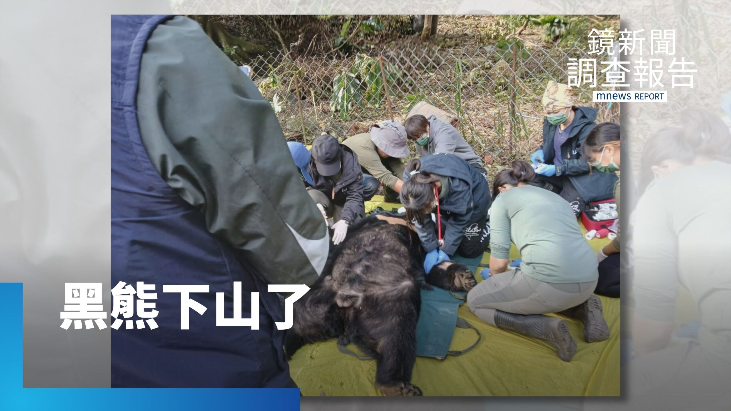 台灣黑熊下山了!咬雞伺機攻擊 槍響劃開保育分水嶺 與熊共存的下一步?當黑熊保育有成 遇上農地退縮 人熊衝突一觸即發|開門見山 走進真相