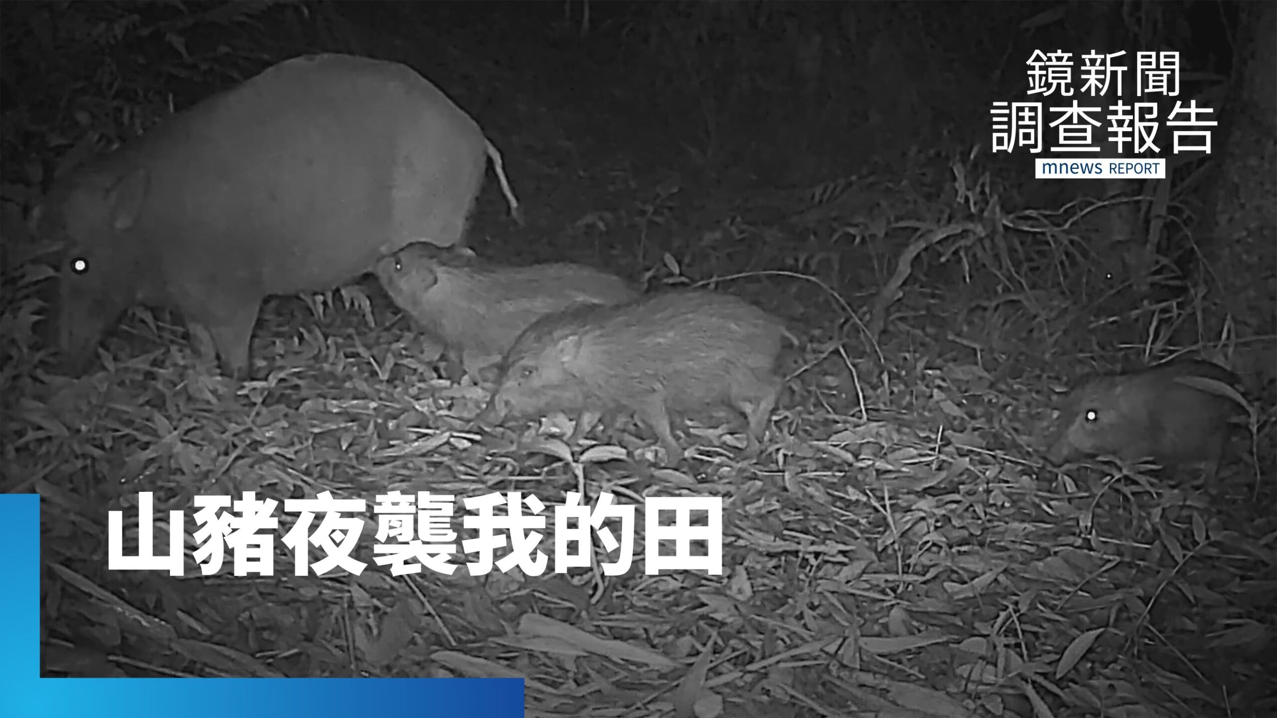 山豬趁夜入侵農園吃上萬筍 農人苦不堪言 狩獵合法卻能做不能說?|開門見山 走進真相