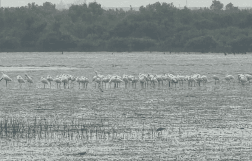 網傳移工獵食黑面琵鷺?專家鑑定「是白腹秧雞」:任意捕獵仍觸法