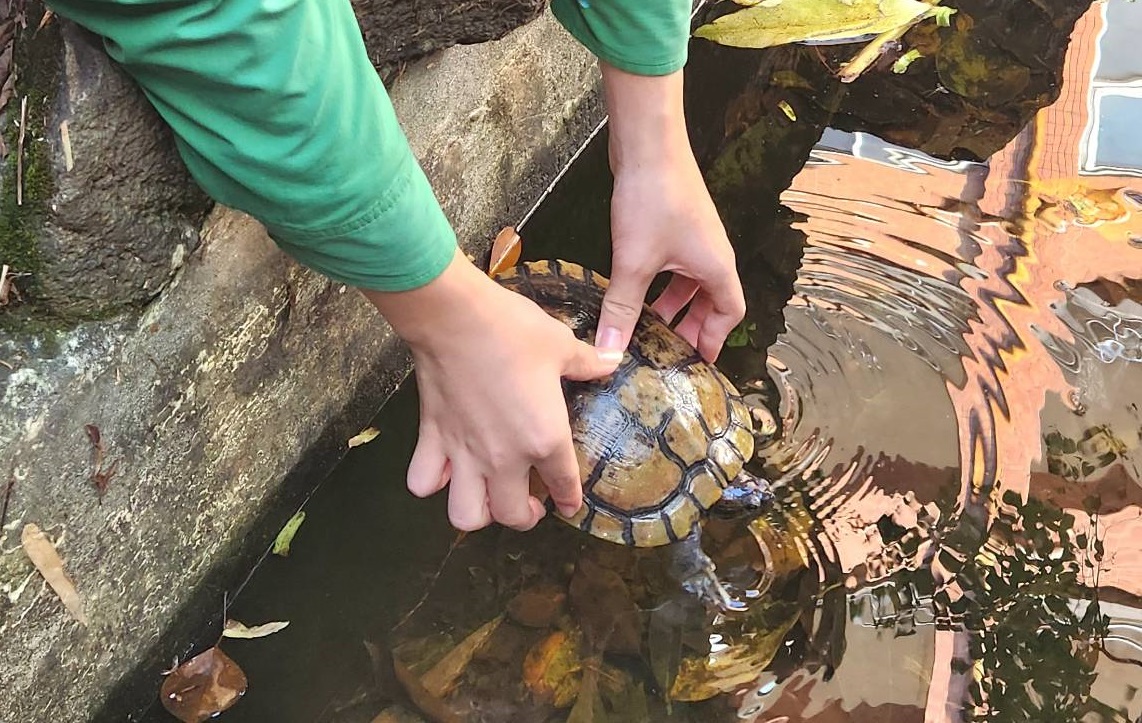 八德國中師生合力從水溝救出烏龜 取名「校規」細心照護