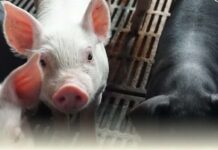 防範非洲豬瘟 行政院拍板2027年全面禁用廚餘養豬