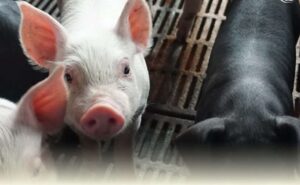 防範非洲豬瘟 行政院拍板2027年全面禁用廚餘養豬