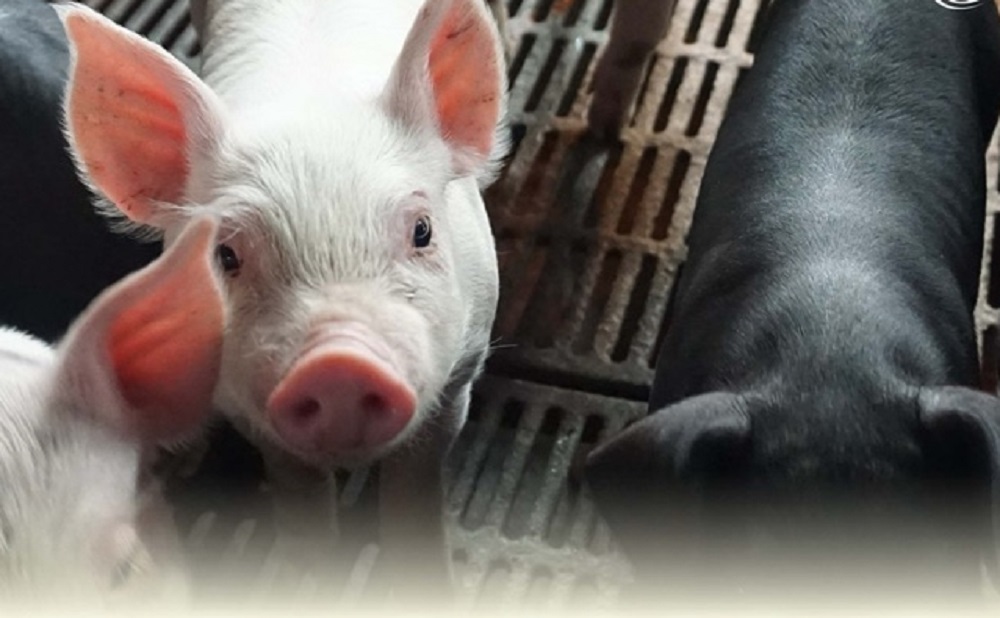 防範非洲豬瘟 行政院拍板2027年全面禁用廚餘養豬