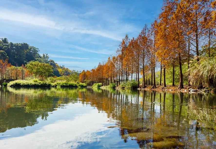 落羽松染紅月眉濕地 大漢溪右岸變身免門票打卡秘境 messageImage 1765499677889 0
