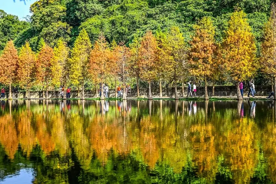 落羽松染紅月眉濕地 大漢溪右岸變身免門票打卡秘境 messageImage 1765499681591 0