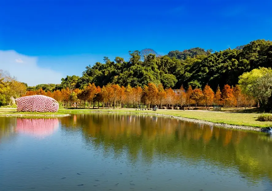 落羽松染紅月眉濕地 大漢溪右岸變身免門票打卡秘境 messageImage 1765499686496 0
