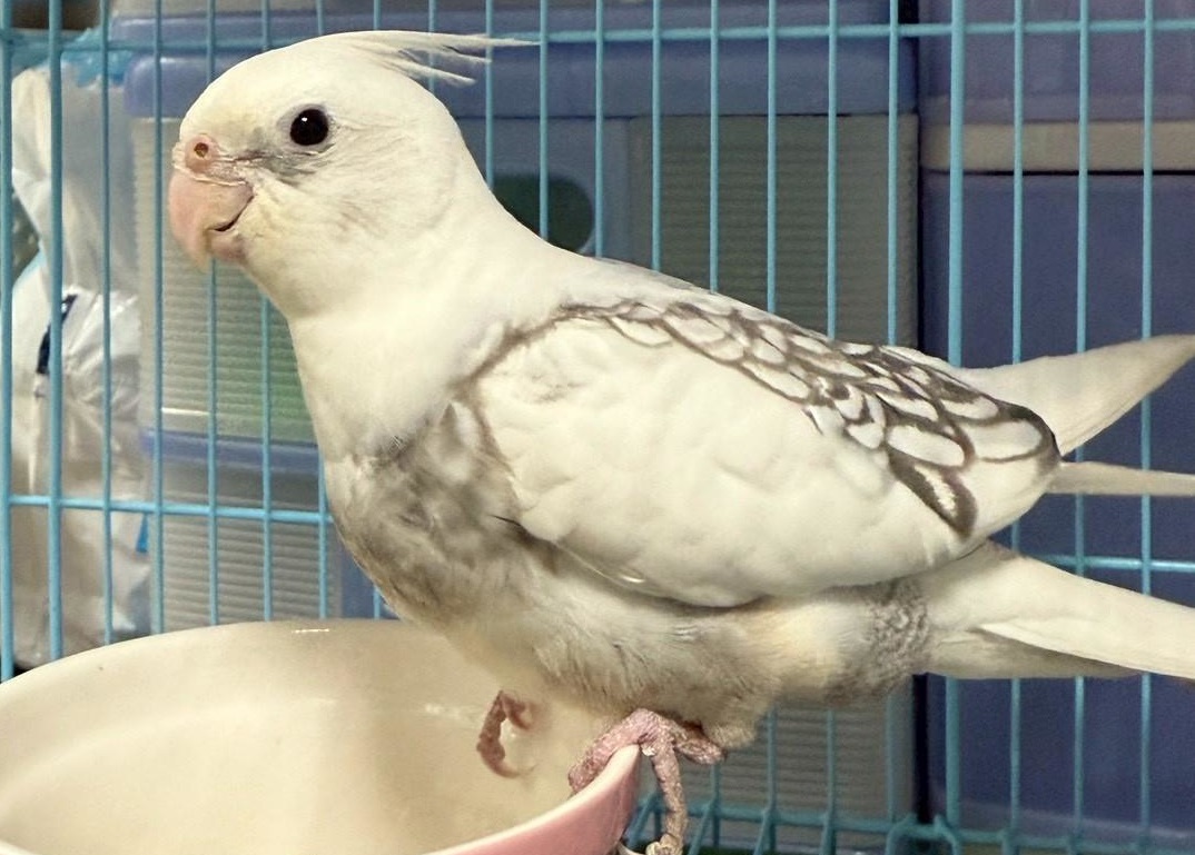 桃園動保處特殊寵物認養12/20登場 鸚鵡、蜜袋鼯等14隻動物尋找新家