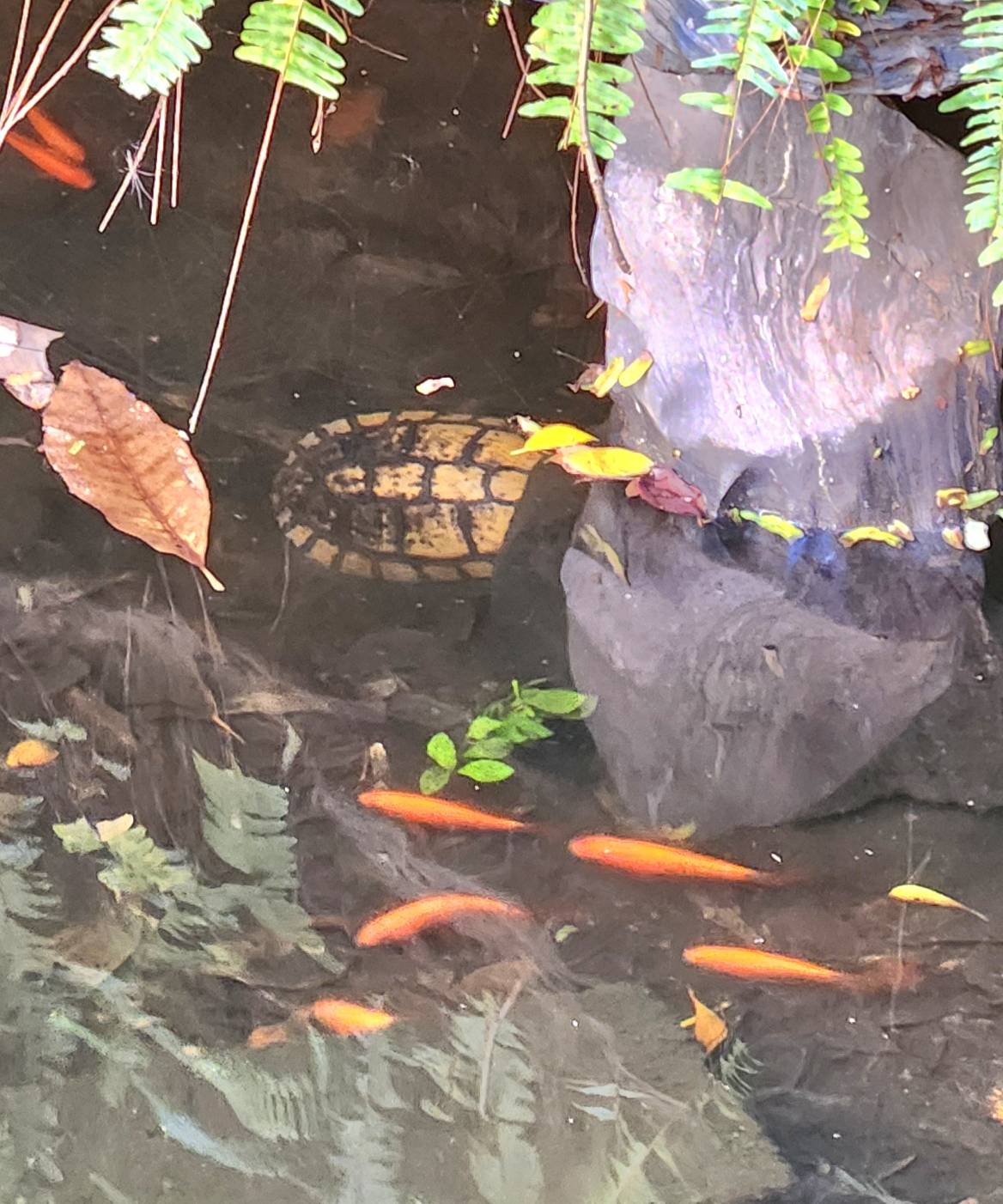 八德國中01 校規龜回家囉池塘的鯉魚迅速游過來，好像在和闊別的好朋友打招呼 0 0