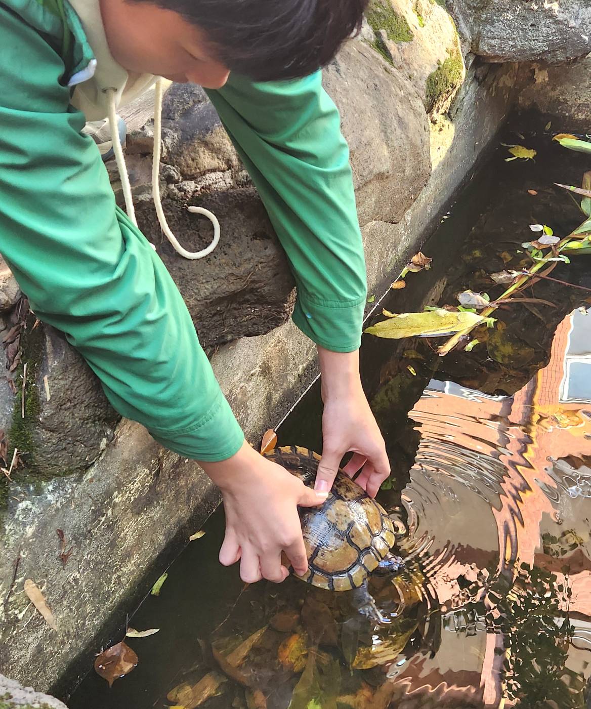 八德國中師生合力從水溝救出烏龜 取名「校規」細心照護 八德國中02 讓校規龜重返自己的家 0 0