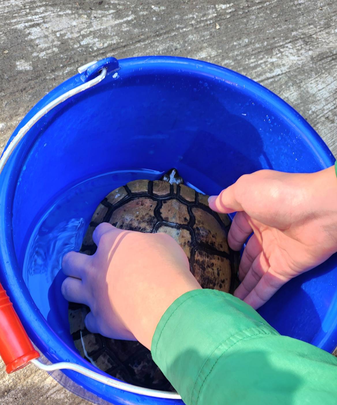 八德國中03 努力清理後，終於還烏龜廬山真面目了 0 0