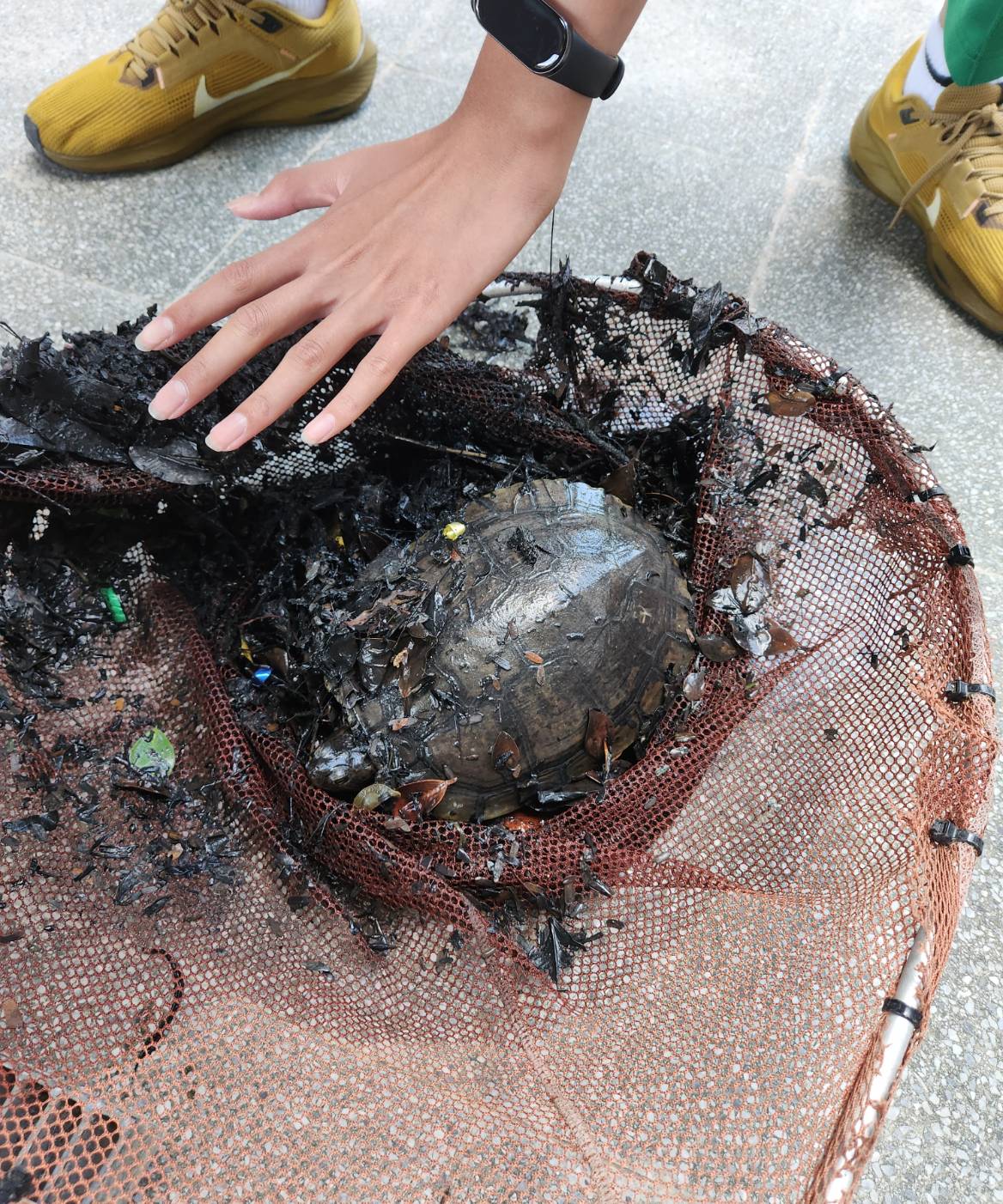 八德國中04 校規龜剛從排水溝中被撈起，渾身髒汙 0 0