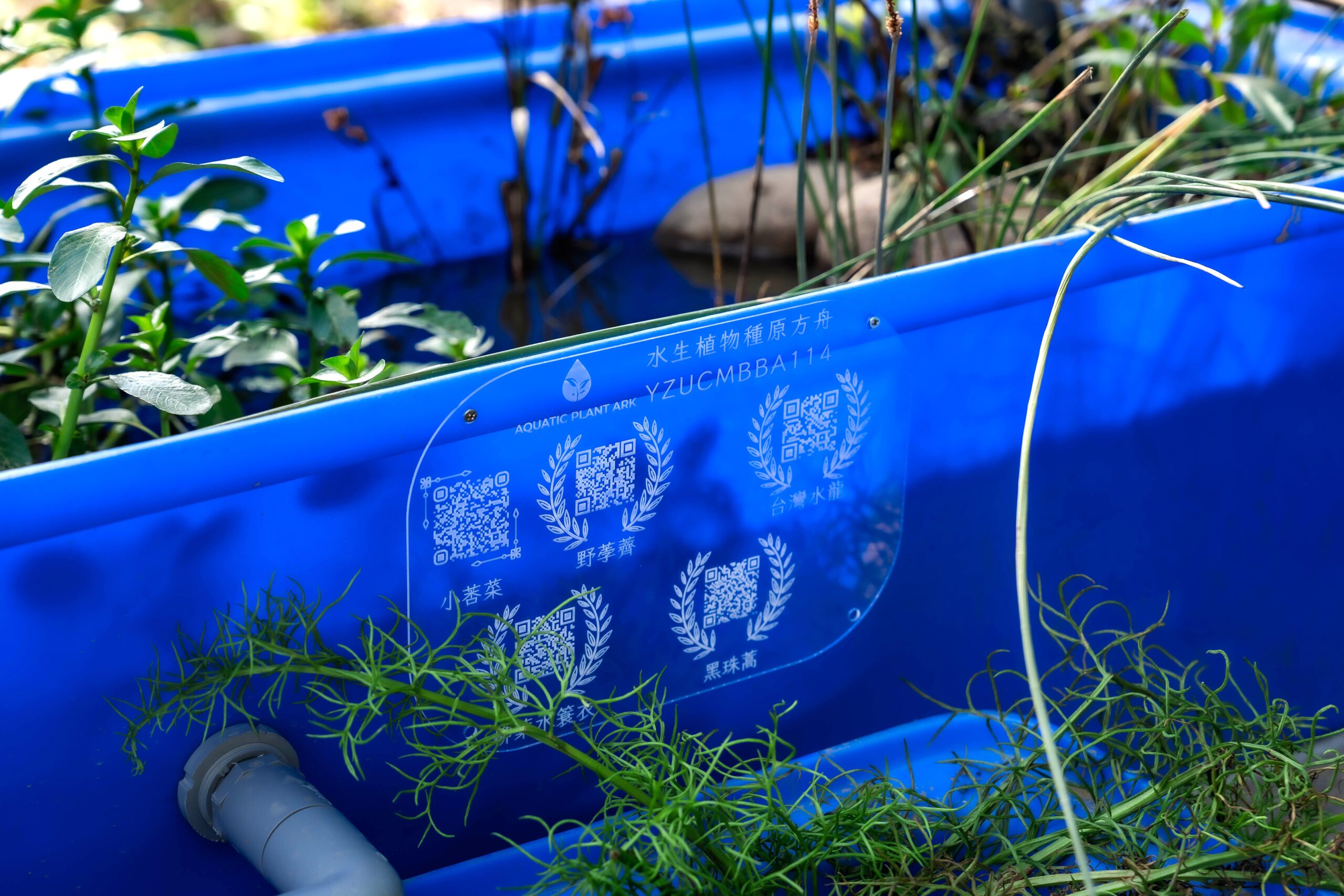 圖五「種原方舟」復育盆中栽植小莕菜、野荸薺、台灣水龍、黑珠蒿及柳葉水蓑衣等瀕危水生植物。 scaled
