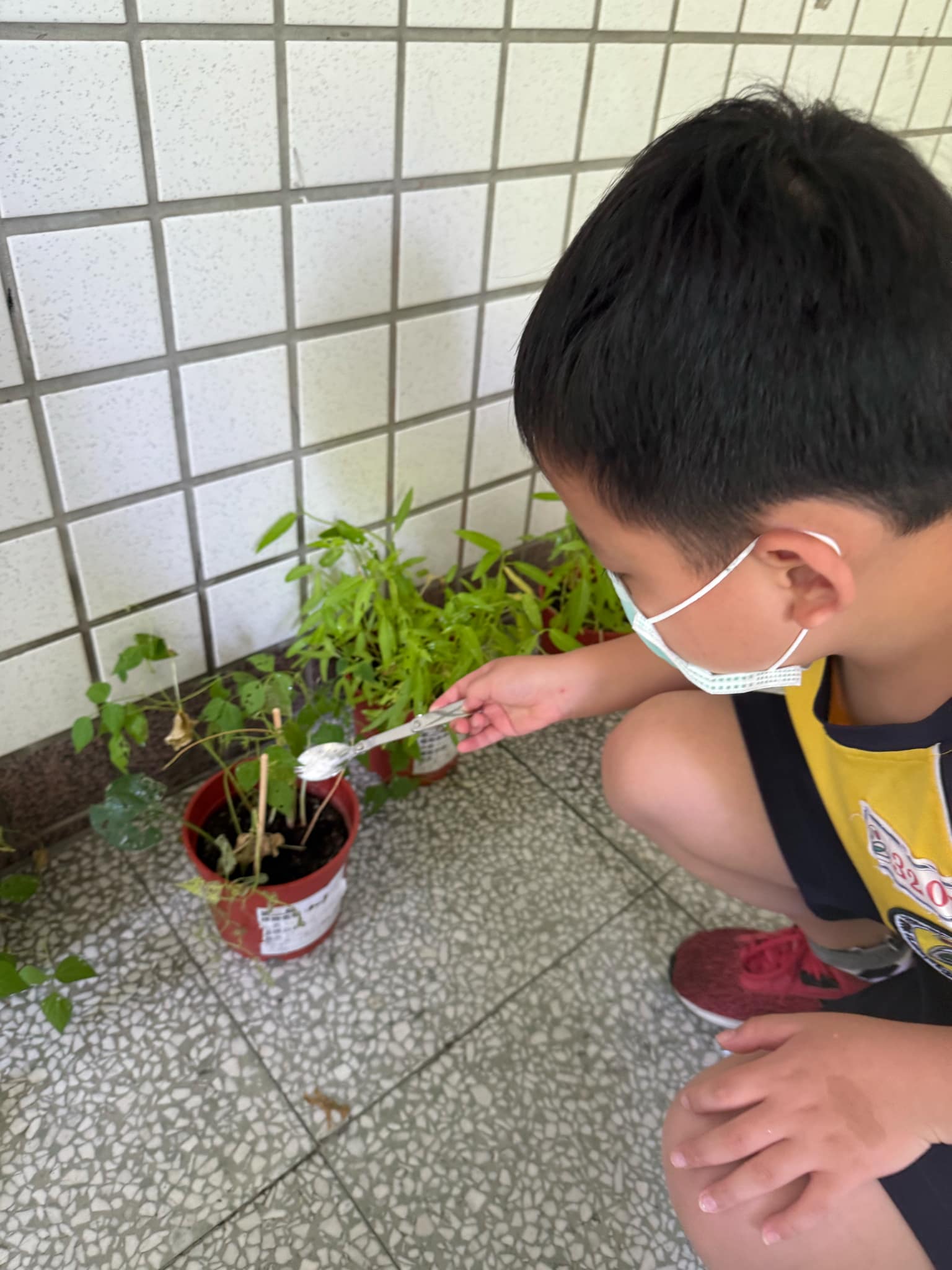 龜山自強國小推動蛋殼再利用 師生製作肥料為植物「加菜」 自強國小08 蛋殼粉末施肥 0 0