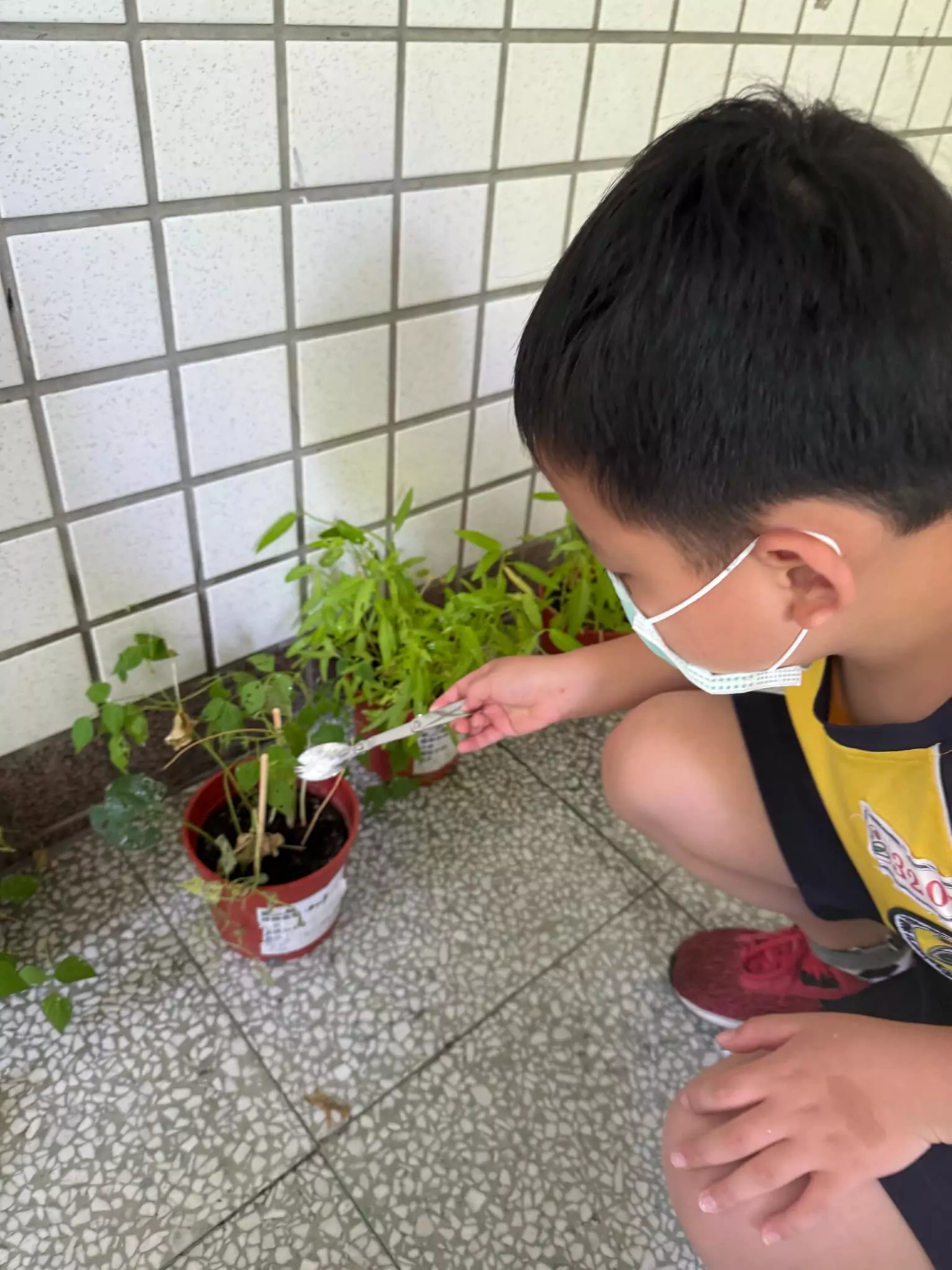 龜山自強國小推動蛋殼再利用 師生製作肥料為植物「加菜」 自強國小08 蛋殼粉末施肥 0 0