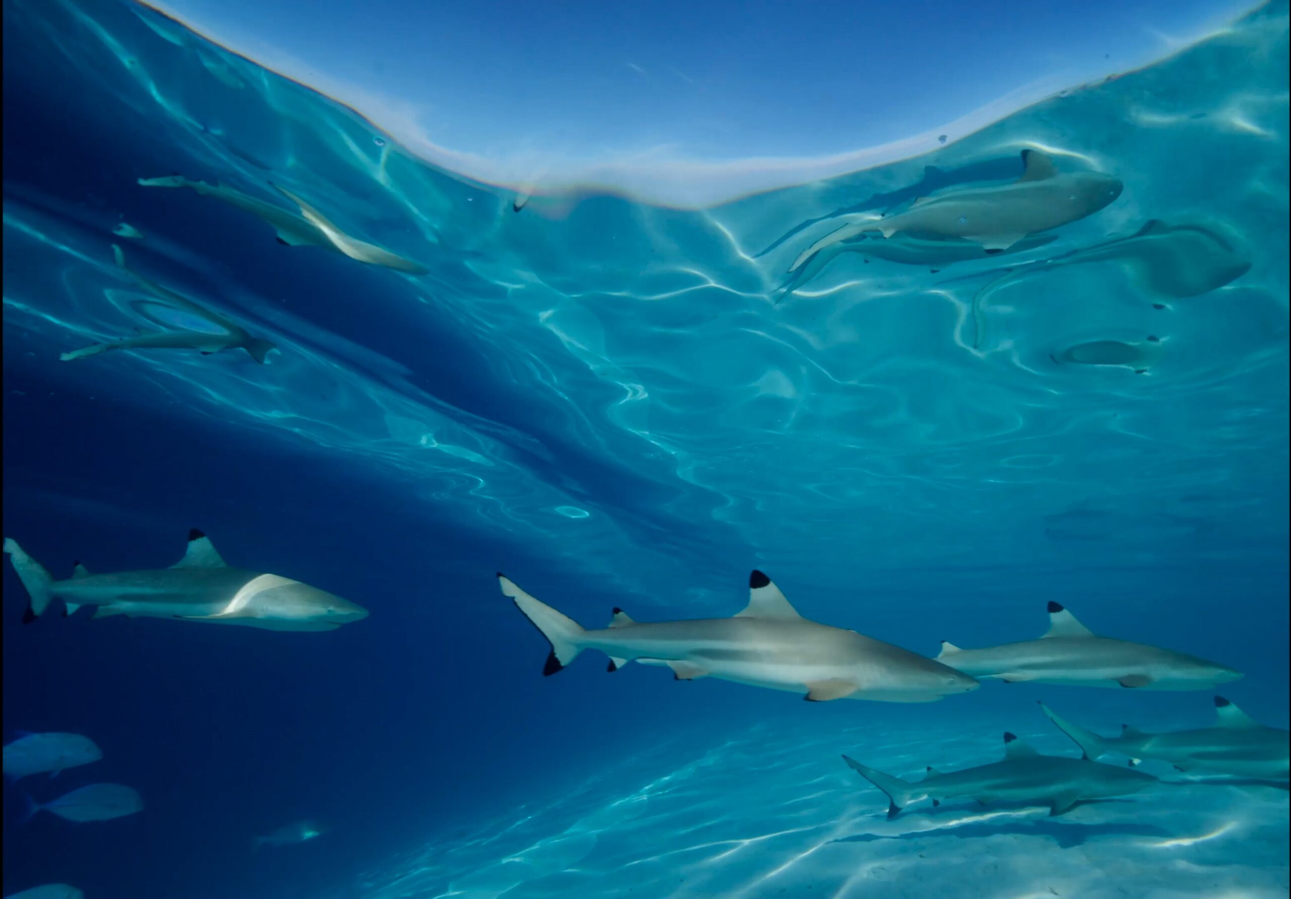 《鯊魚王國》完整呈現鯊魚在不同環境中的多樣面貌 scaled