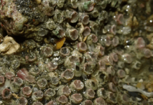 三接害大潭藻礁僅剩17株?中油出面澄清了