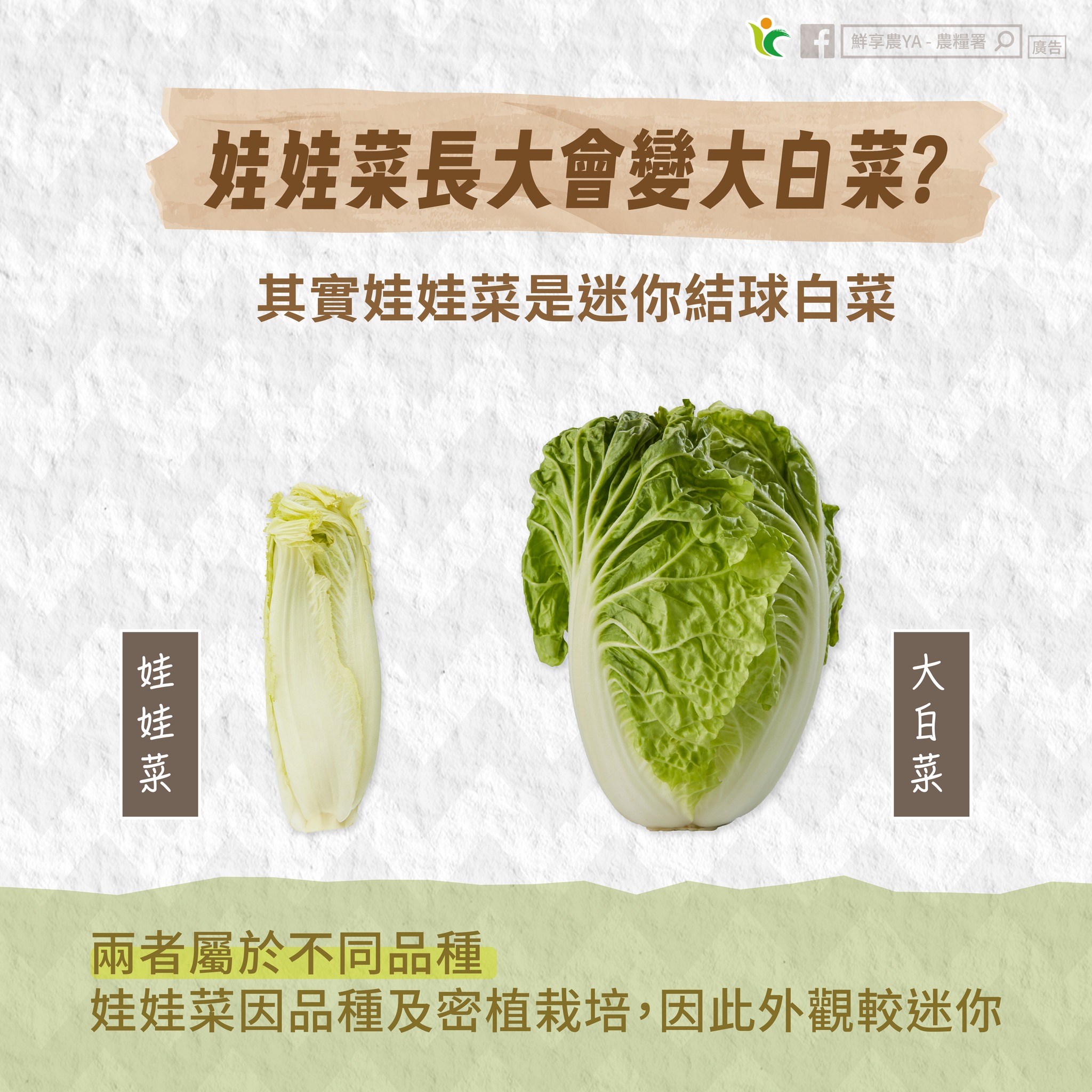 娃娃菜長大會變大白菜?農糧署這樣說 娃娃菜長大會變大白菜?農糧署這樣說