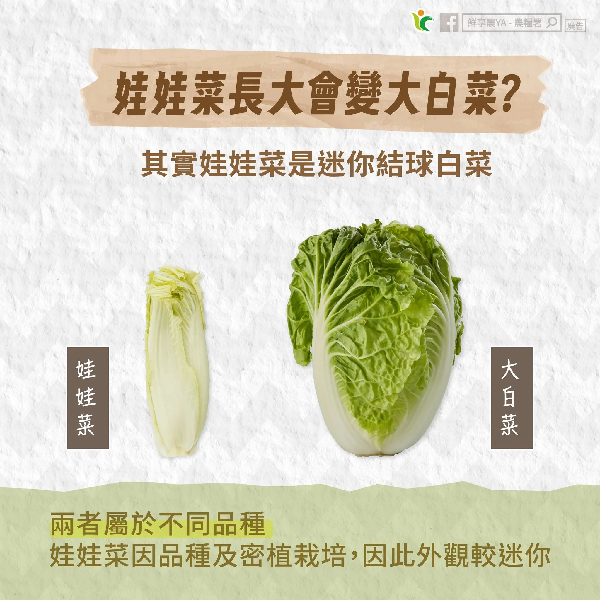 娃娃菜長大會變大白菜?農糧署這樣說 588290218 1163194922625803 1922722233289092403 n
