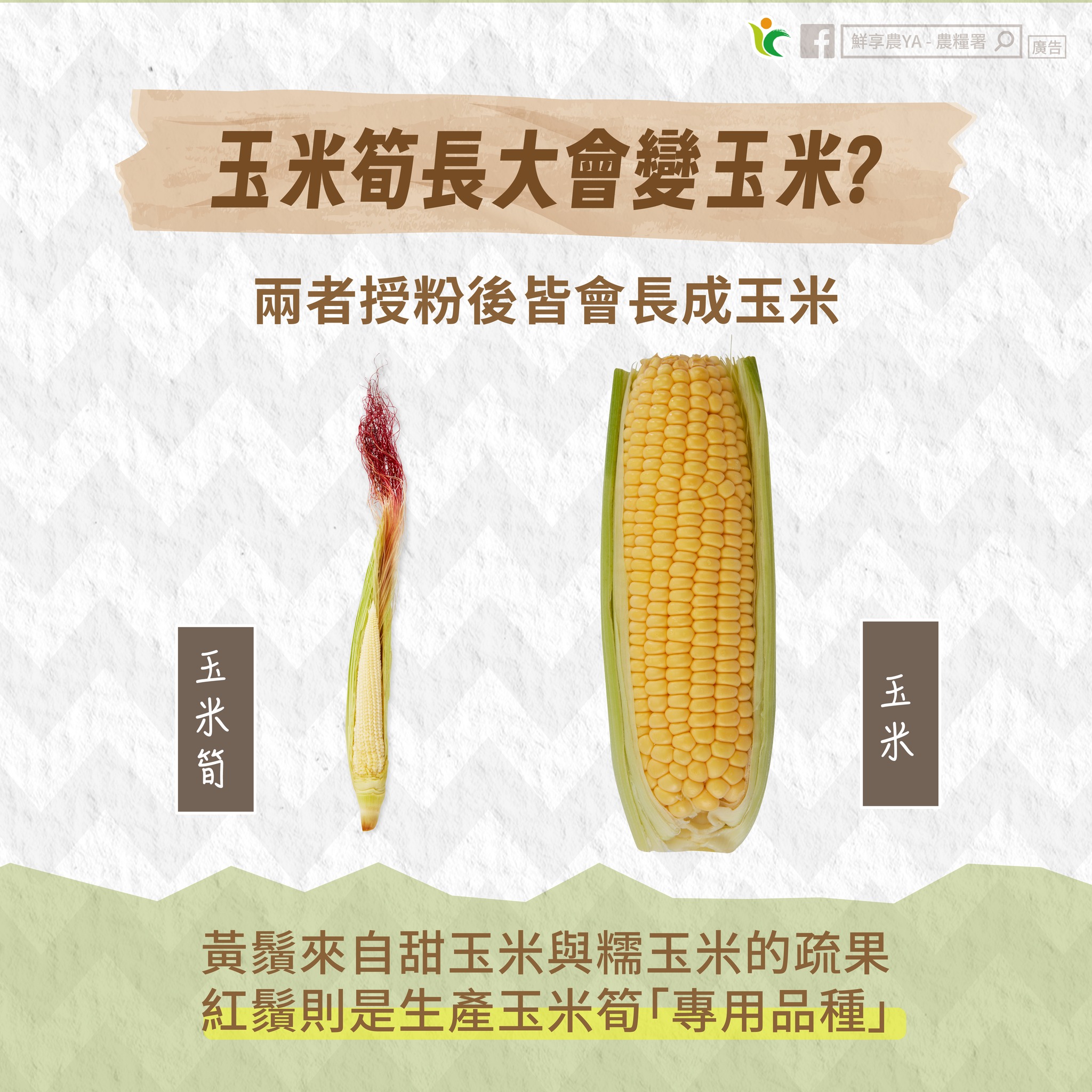 娃娃菜長大會變大白菜?農糧署這樣說 589018742 1163194919292470 4647626193089227972 n