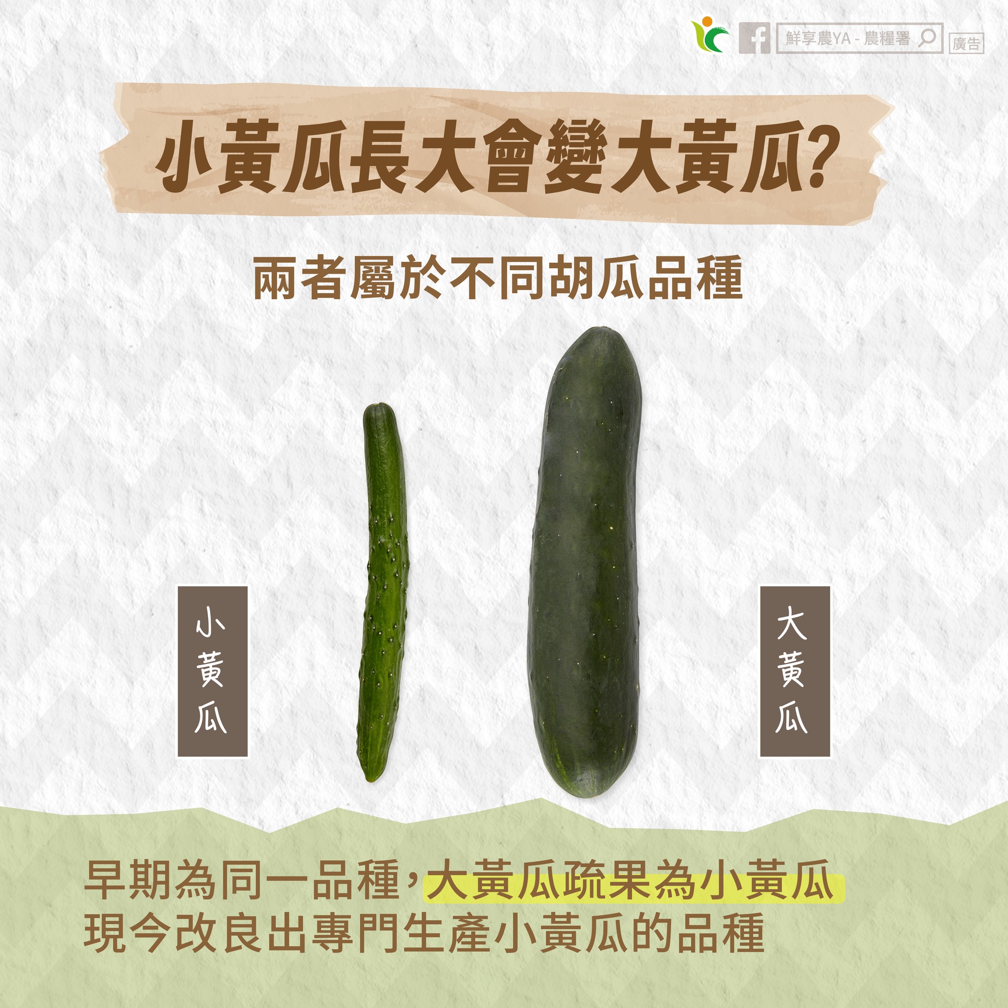 娃娃菜長大會變大白菜?農糧署這樣說 589541991 1163194959292466 4930723520771593009 n