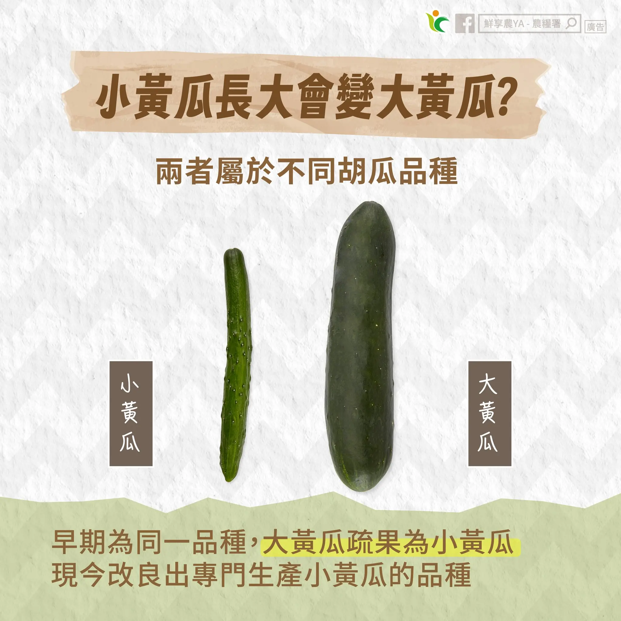 娃娃菜長大會變大白菜?農糧署這樣說 589541991 1163194959292466 4930723520771593009 n