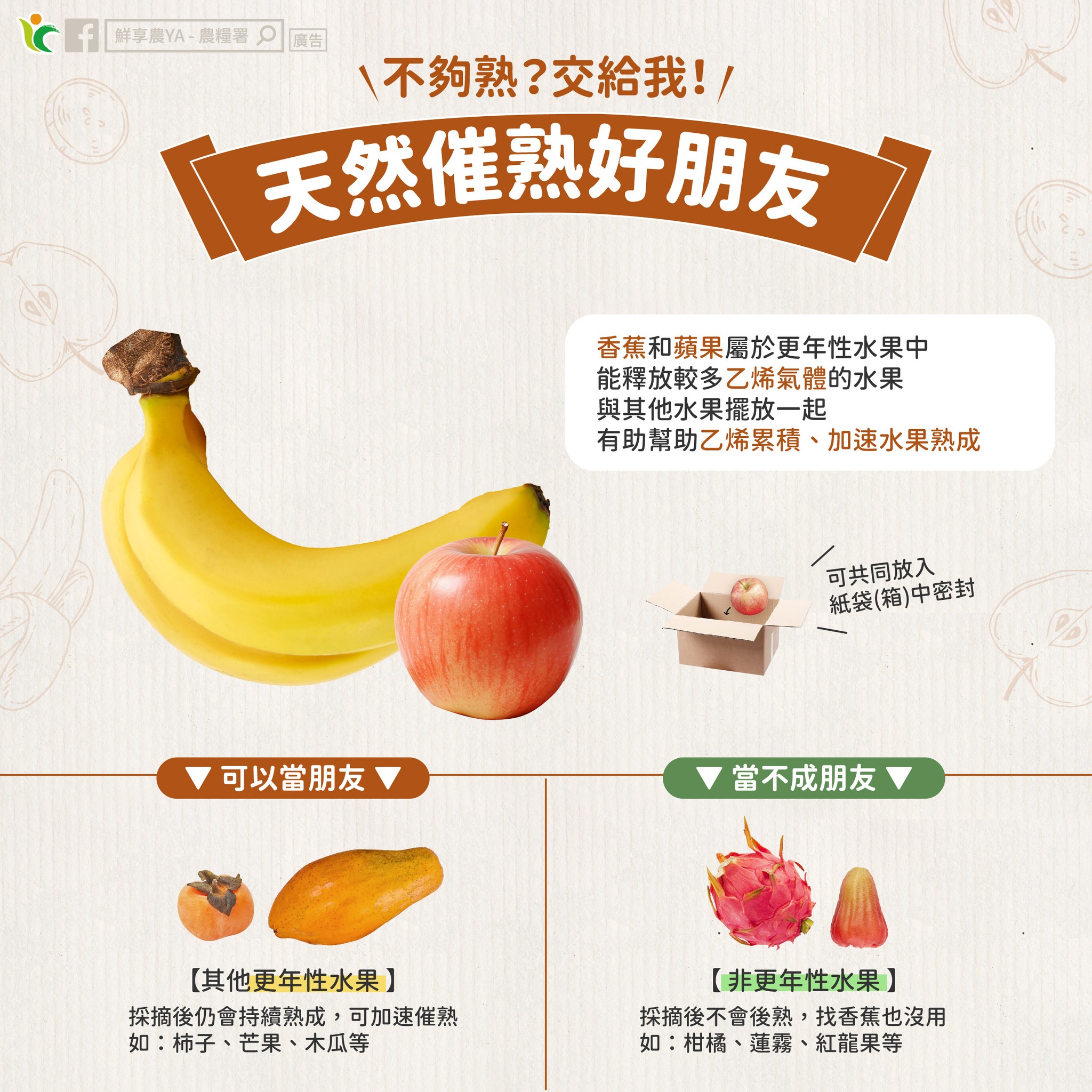 別再瞎等!鳳梨、柑橘不會「放久變甜」農糧署揭關鍵差異 595772153 1170589561886339 5630609577422683961 n