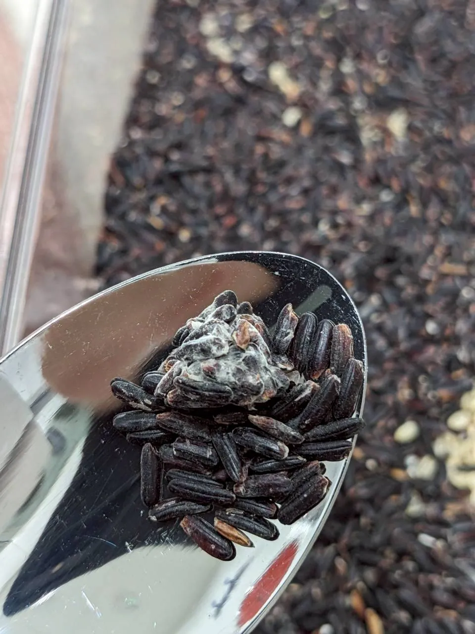 615722118 17921555340235167 2228424503494347243 n 1