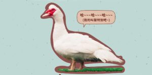 天冷吃鍋暖身！薑母鴨店家愛用「白番鴨」原因曝光