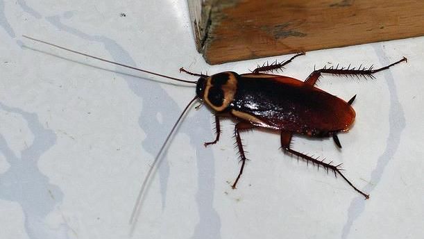 家中竄15隻蟑螂!滅蟑神招曝:爬過就死了