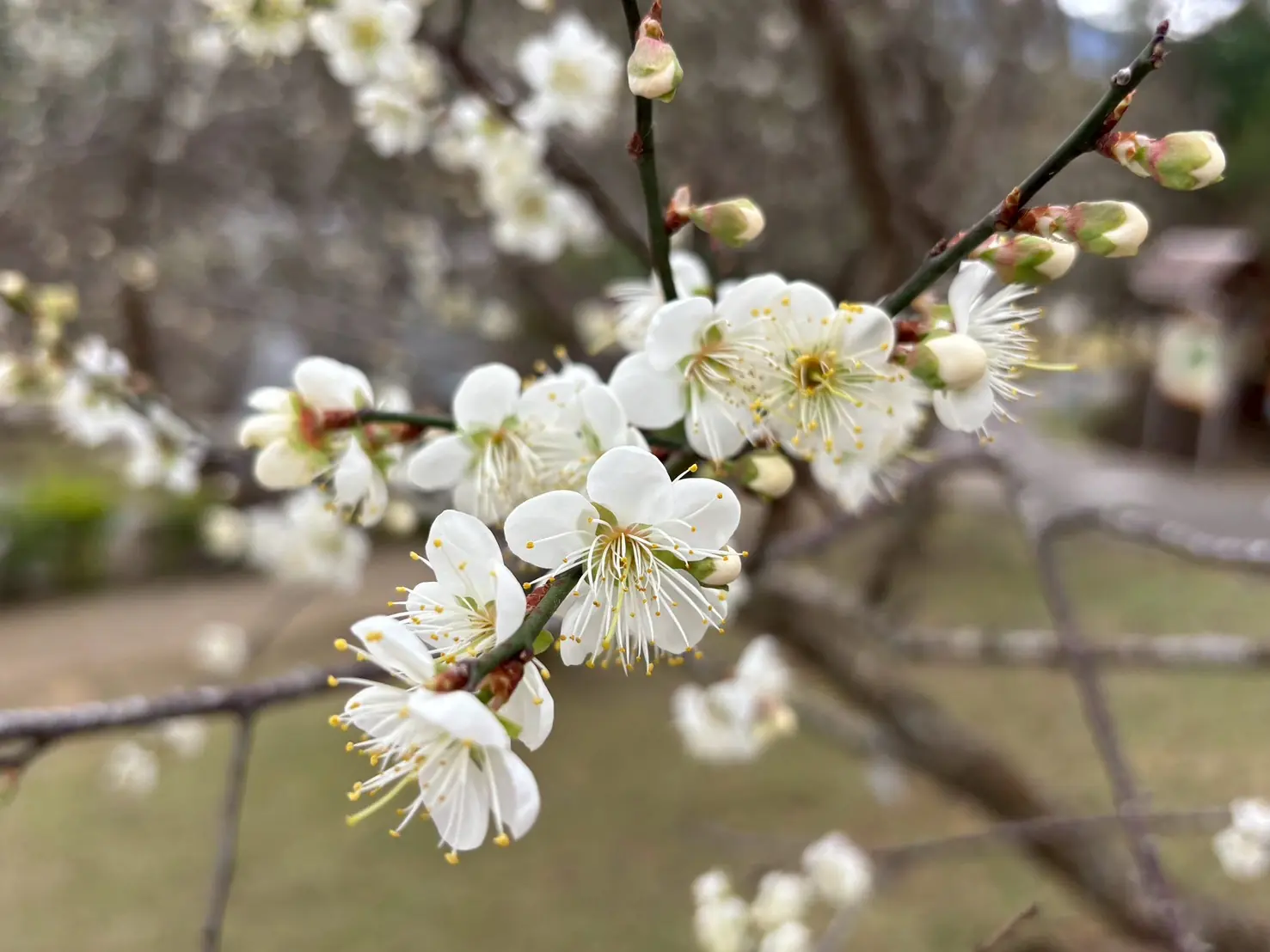 桃園角板山行館梅花季1/17起登場 限量贈送I-DLE舒華桌曆、梅子康普茶 桃園角板山行館梅花季1/17起登場 限量贈送I-DLE舒華桌曆、梅子康普茶