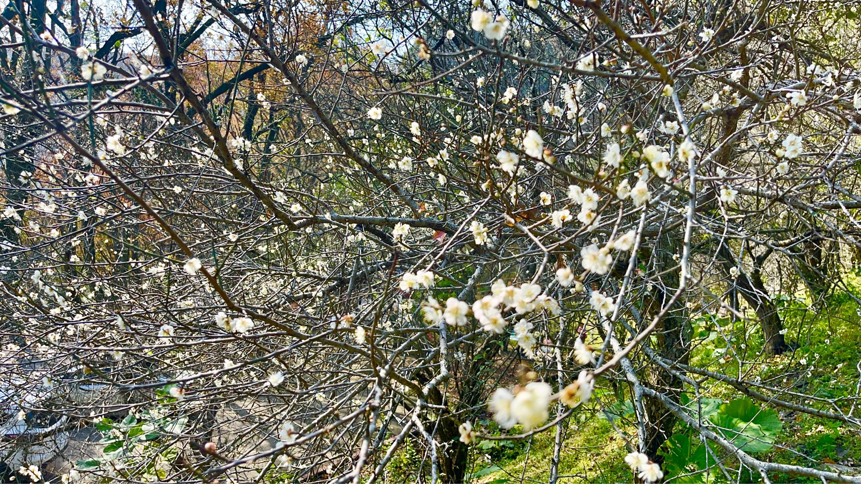 桃園石門水庫賞楓葉、梅花攻略 最佳觀賞地點報你知