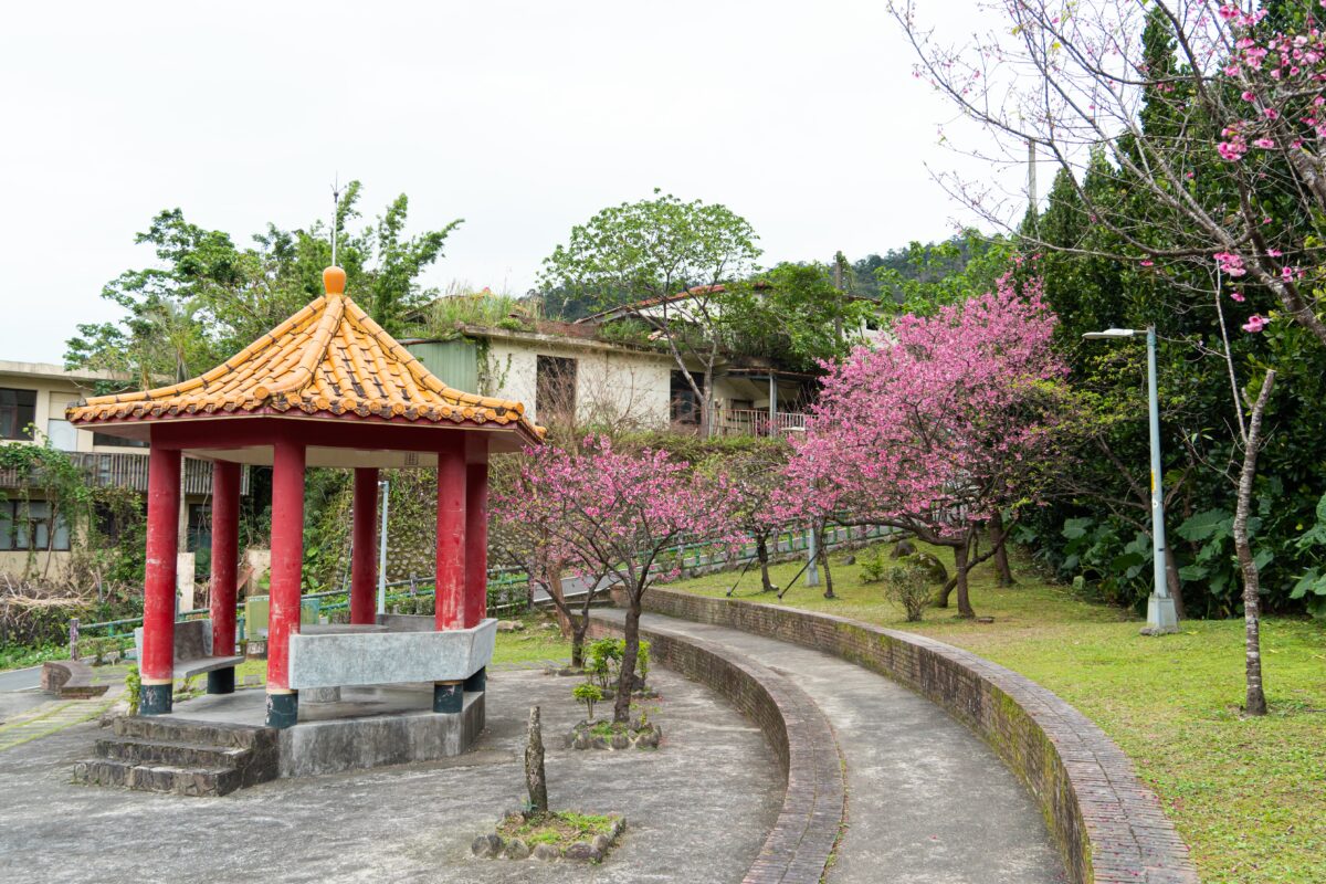 新北春櫻逐一綻放 花見櫻花季將於天元宮登場 必遊必吃必看重點搶先報 S 70975548 0