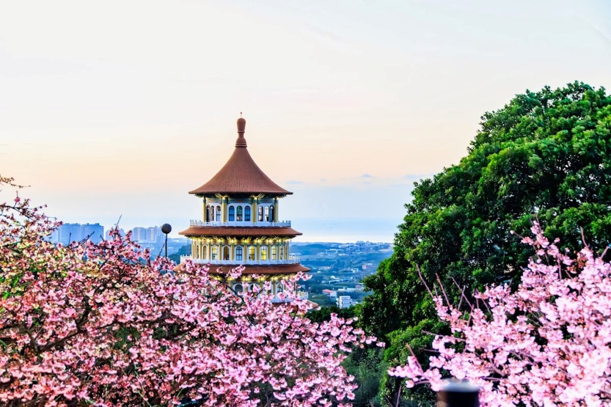 新北春櫻逐一綻放 花見櫻花季將於天元宮登場 必遊必吃必看重點搶先報 S 70975550 0