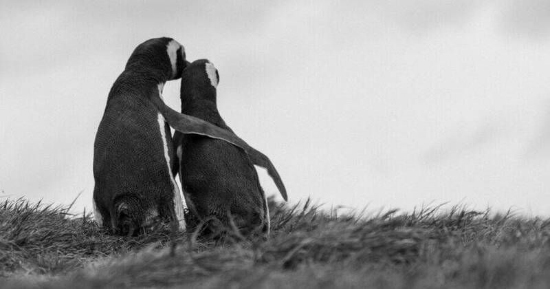 李在明結束訪中行程 PO「企鵝依偎照」喊話金正恩:見面吧!