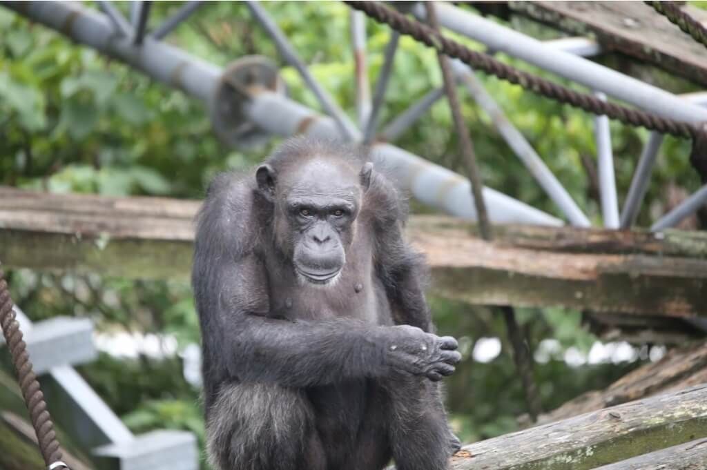 能認字還會開鎖! 日本天才黑猩猩「愛」高齡49歲離世