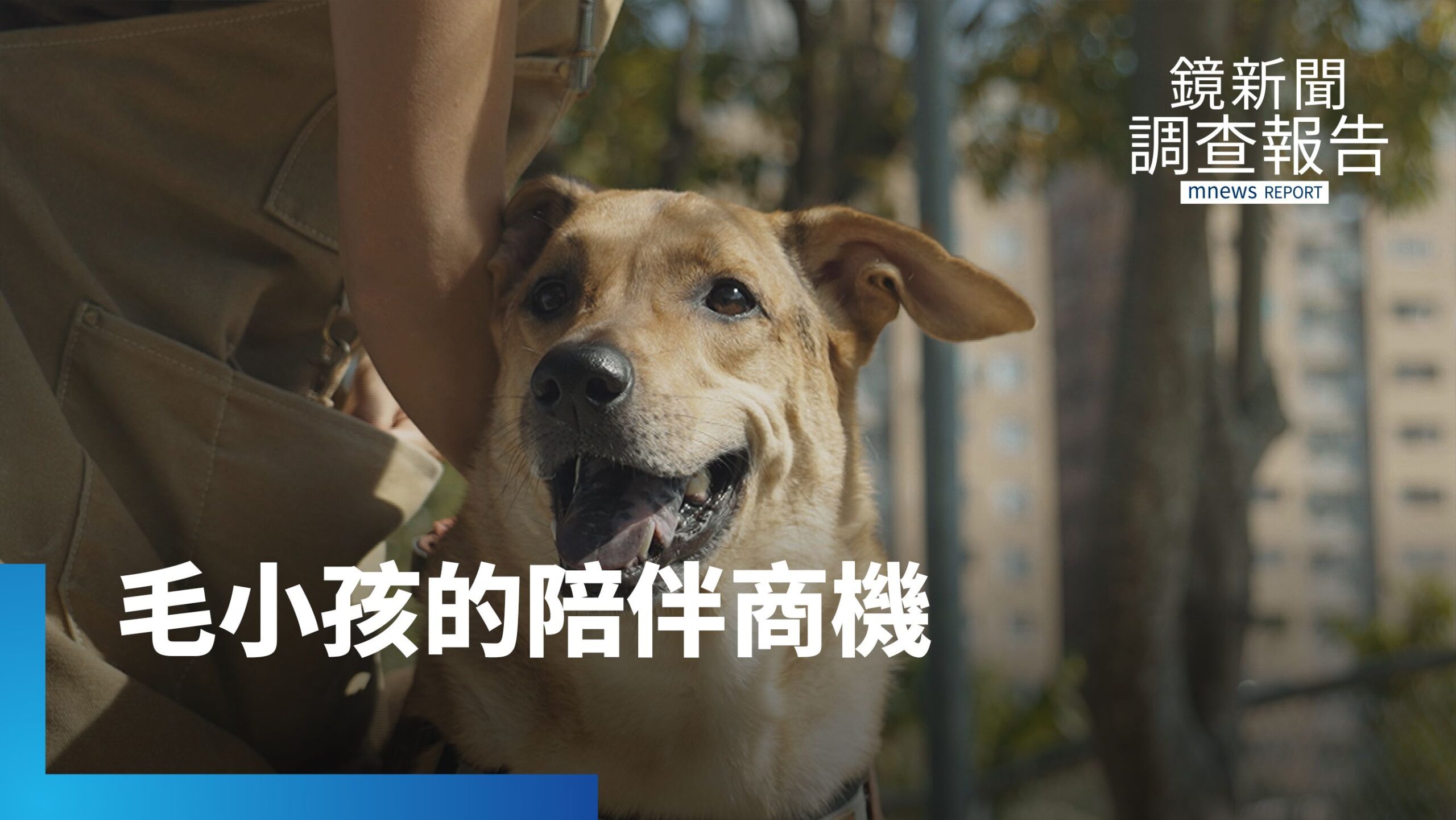 寵物經濟大爆發 毛孩居服員改變養寵家庭照護樣貌 愛犬病逝轉為專業動力 從法務人生走向毛孩陪伴|超級個體時代