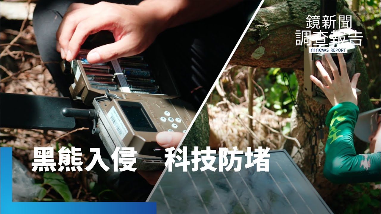 AI監測防黑熊入侵?保育與安全並重的科技戰 電不怕、趕不走就愛吃雞 首例野放黑熊永久收容動物園