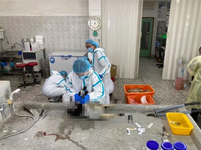 宜蘭農場老闆不滿員工跳槽!空拍機投毒3萌寵枉死 遭起訴求處重刑