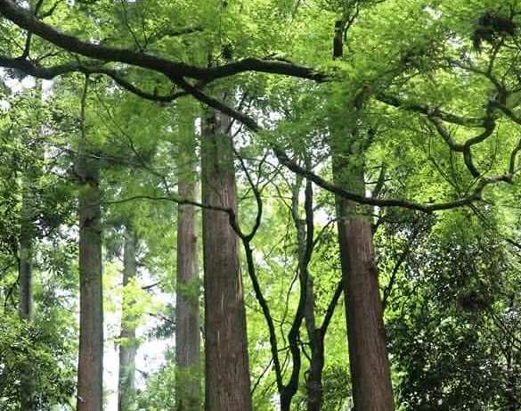 副刊/為我擋風遮雨的樹