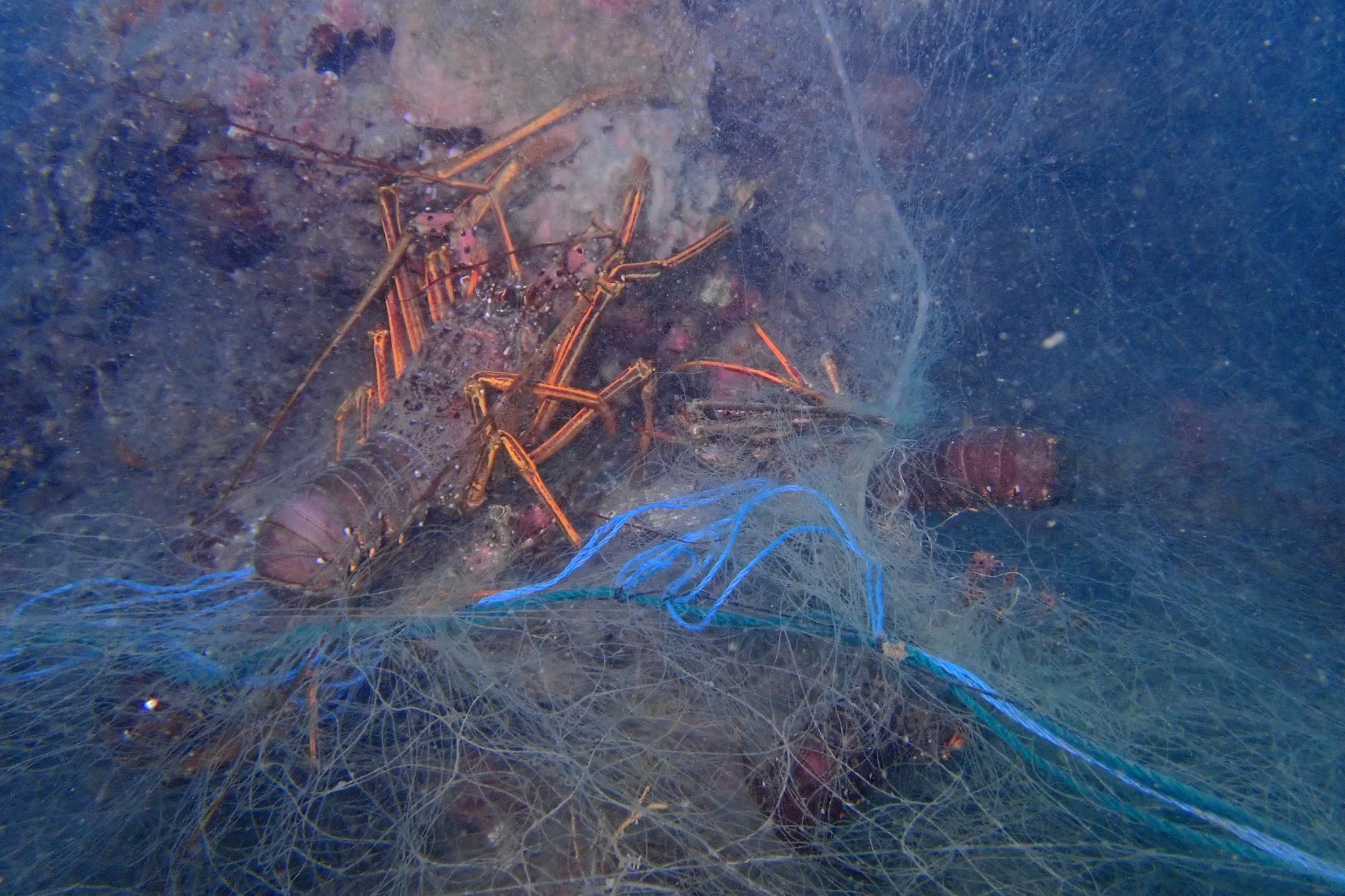 冬天水下的廢棄漁網是龍蝦生存的大敵，仰賴海洋志工清除