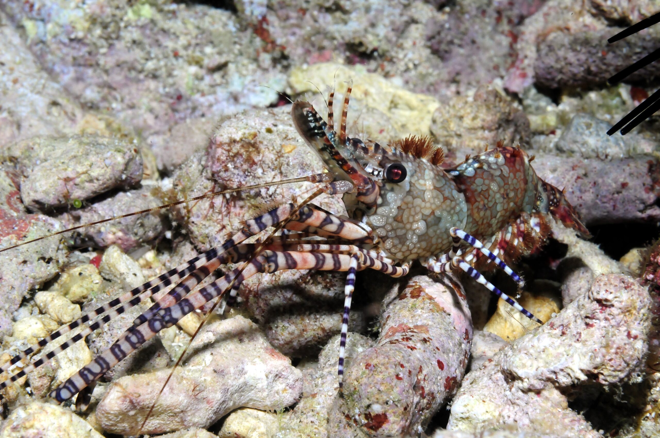 台灣具有多樣的蝦類資源 scaled