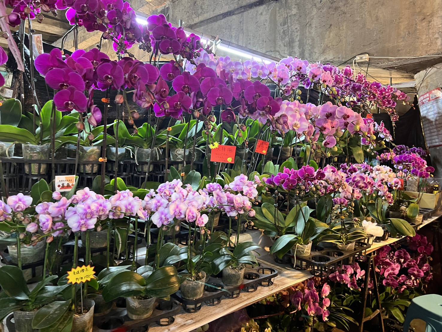 桃園假日花市連開16天 這幾款應景花卉「產地價」最吸睛