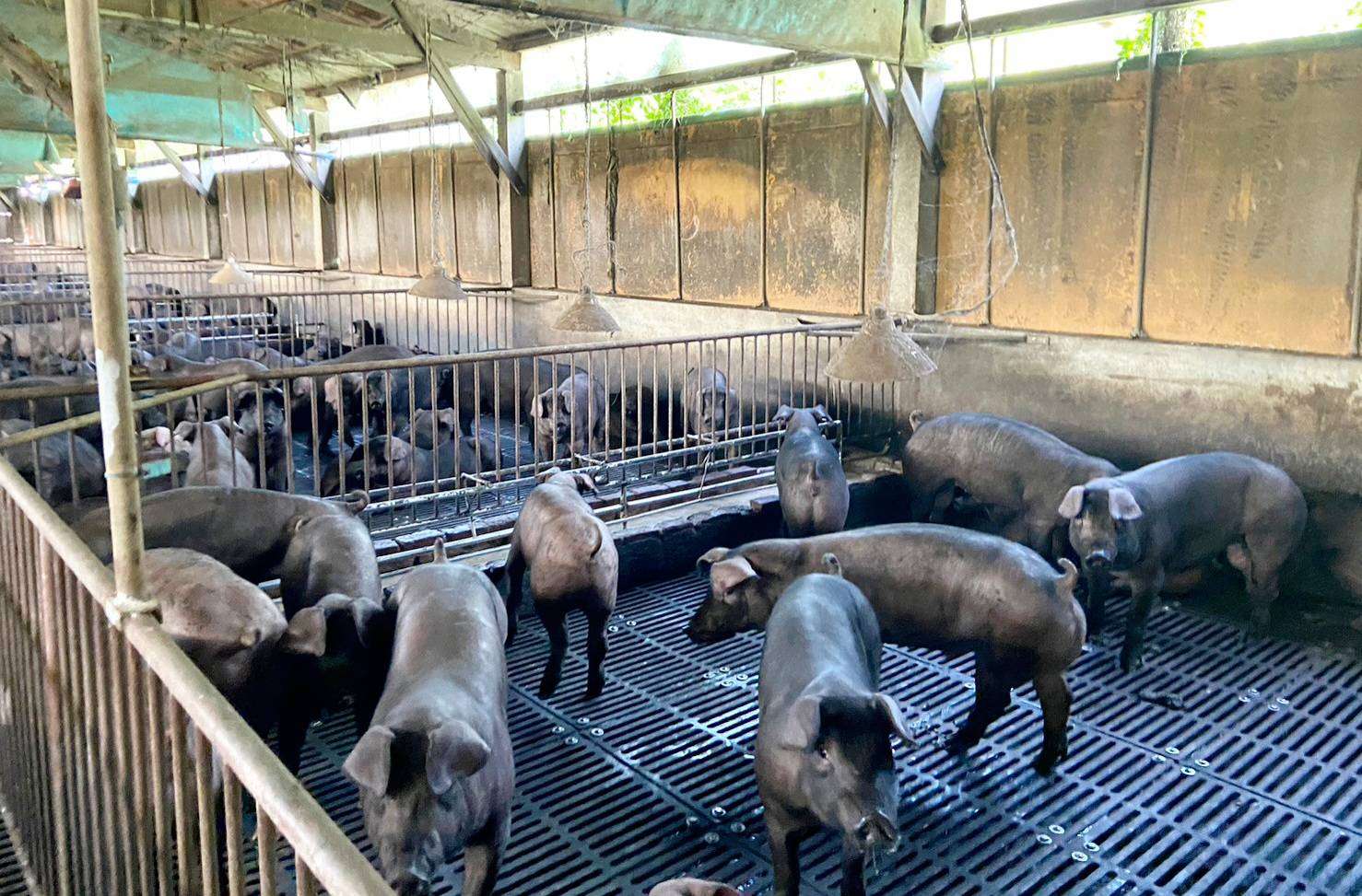 美豬關稅傳減半恐衝擊產業 桃園祭5招捍衛本土豬農