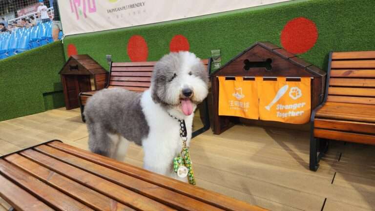 新春毛孩出遊不踩雷！桃園公開4大寵物放電路線 友善空間、公園這樣查